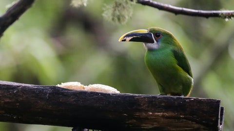 El ruido y las vibraciones que ocasiona les genera estrés, episodios que pueden terminar en problemas de salud, incluso llegando a la muerte de animales, especialmente aves