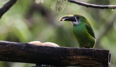El ruido y las vibraciones que ocasiona les genera estrés, episodios que pueden terminar en problemas de salud, incluso llegando a la muerte de animales, especialmente aves