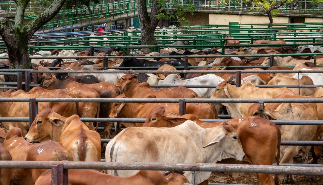 Durante esta semana se tuvo la reunión 48 de la Feria de Ganados de Medellín y la Subasta Tradicional Ganadera número 56