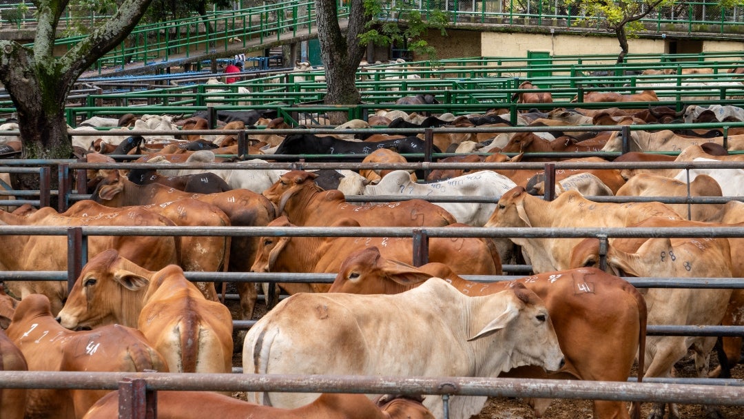 Durante esta semana se tuvo la reunión 48 de la Feria de Ganados de Medellín y la Subasta Tradicional Ganadera número 56