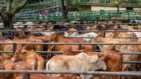 Durante esta semana se tuvo la reunión 48 de la Feria de Ganados de Medellín y la Subasta Tradicional Ganadera número 56