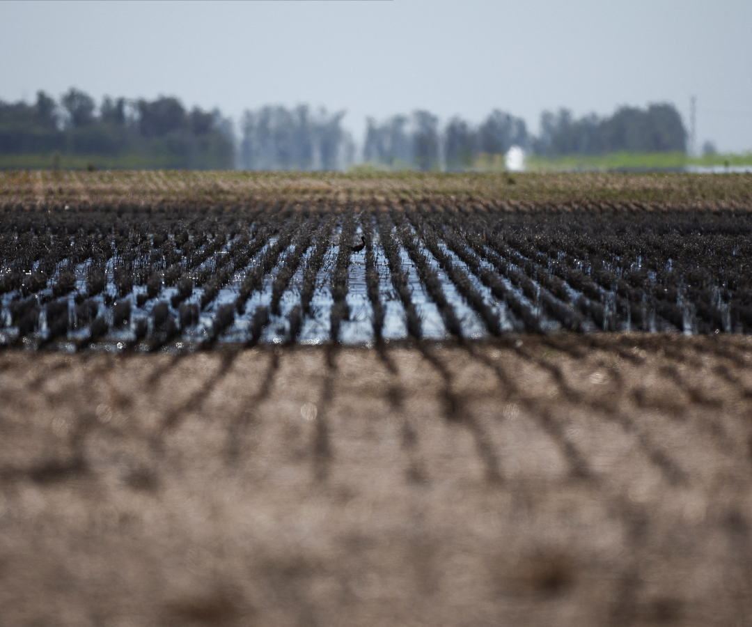 Agricultura en Argentina