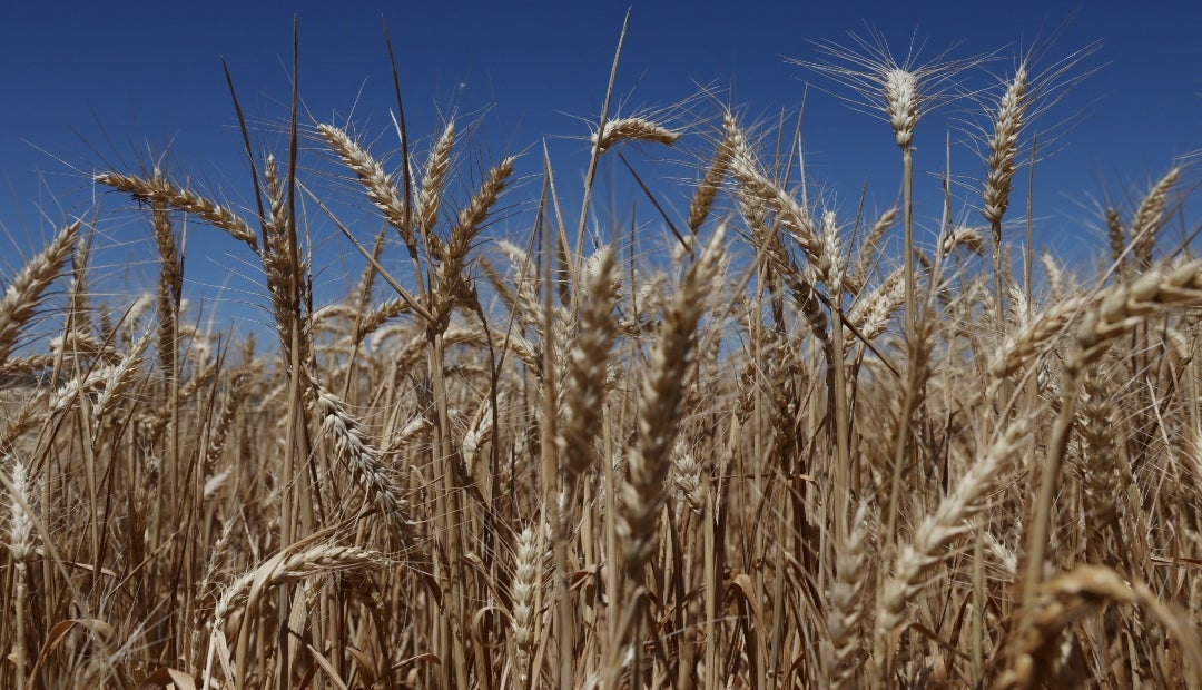 La superficie total plantada con trigo para la próxima cosecha se proyectó en 26,83 millones de hectáreas