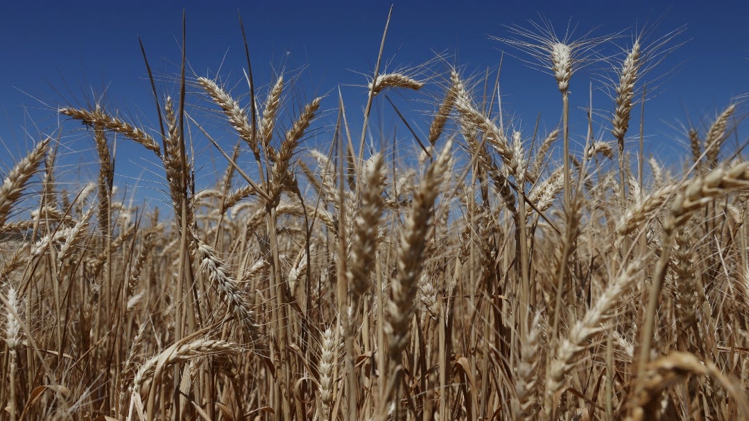 La superficie total plantada con trigo para la próxima cosecha se proyectó en 26,83 millones de hectáreas