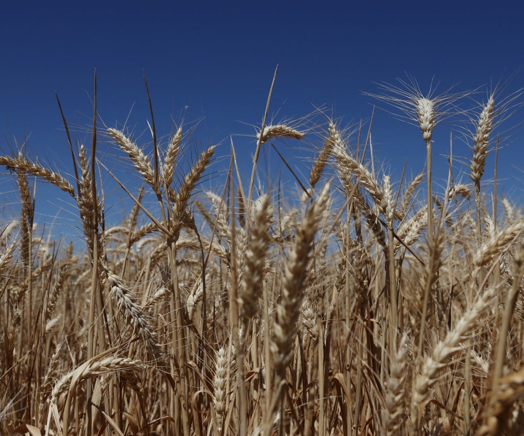 La superficie total plantada con trigo para la próxima cosecha se proyectó en 26,83 millones de hectáreas
