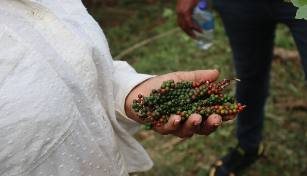 La iniciativa transformará los sistemas productivos de los municipios, aumentando los ingresos rurales y promoviendo la conservación de los ecosistemas de la Amazonía