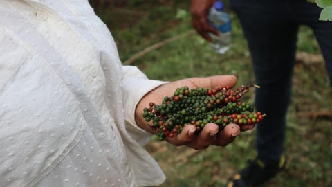 La iniciativa transformará los sistemas productivos de los municipios, aumentando los ingresos rurales y promoviendo la conservación de los ecosistemas de la Amazonía