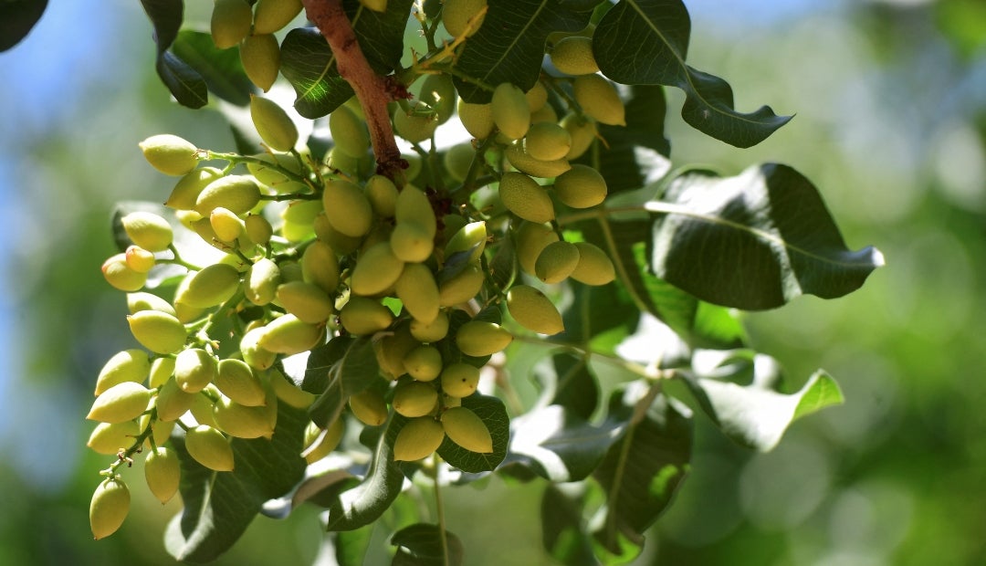 La red ha identificado 65.000 km² en las provincias de San Juan, Mendoza, San Luis y La Pampa con temperaturas propicias para el pistacho