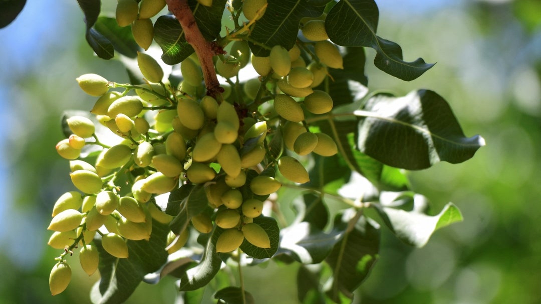 La red ha identificado 65.000 km² en las provincias de San Juan, Mendoza, San Luis y La Pampa con temperaturas propicias para el pistacho