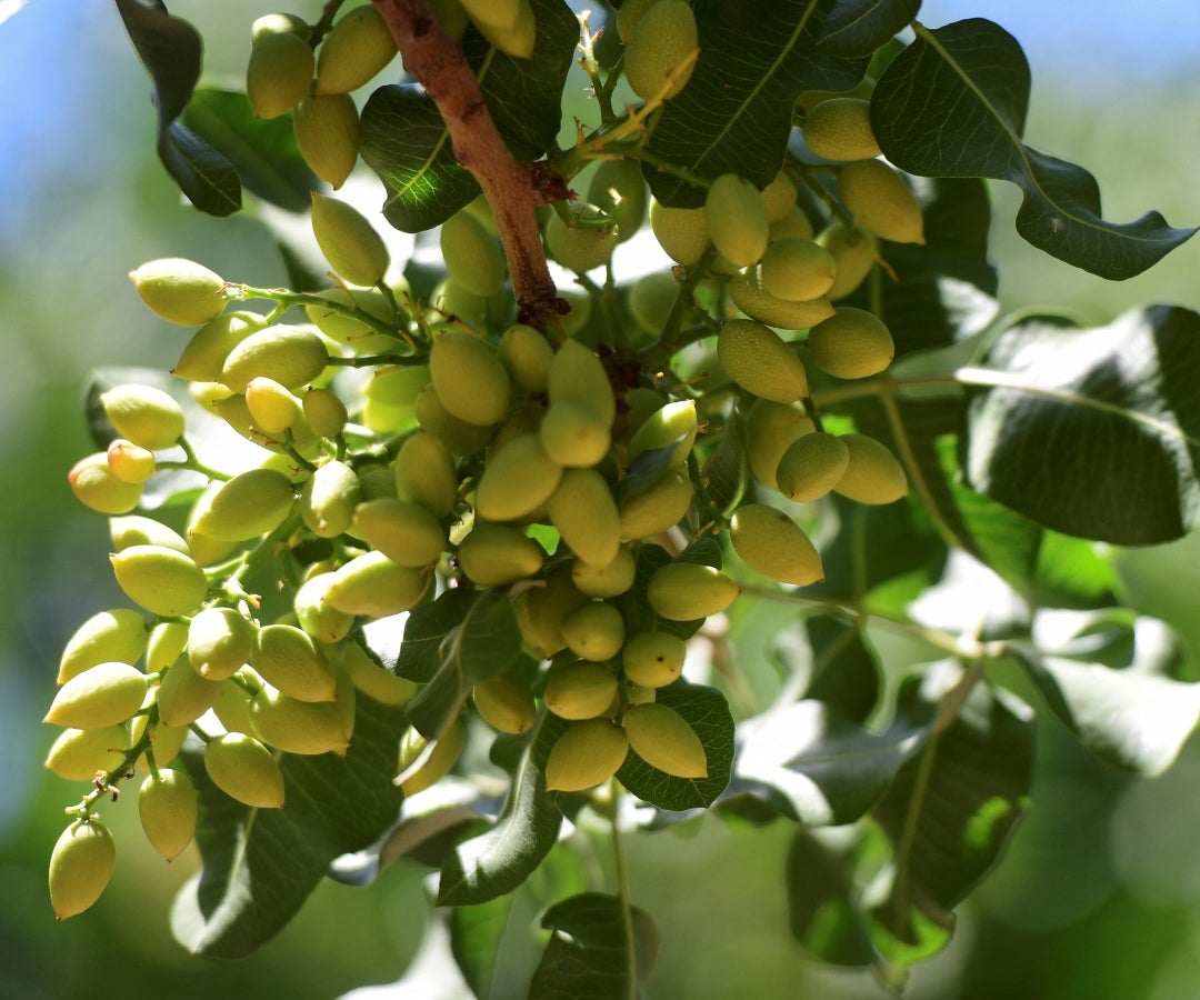 La red ha identificado 65.000 km² en las provincias de San Juan, Mendoza, San Luis y La Pampa con temperaturas propicias para el pistacho
