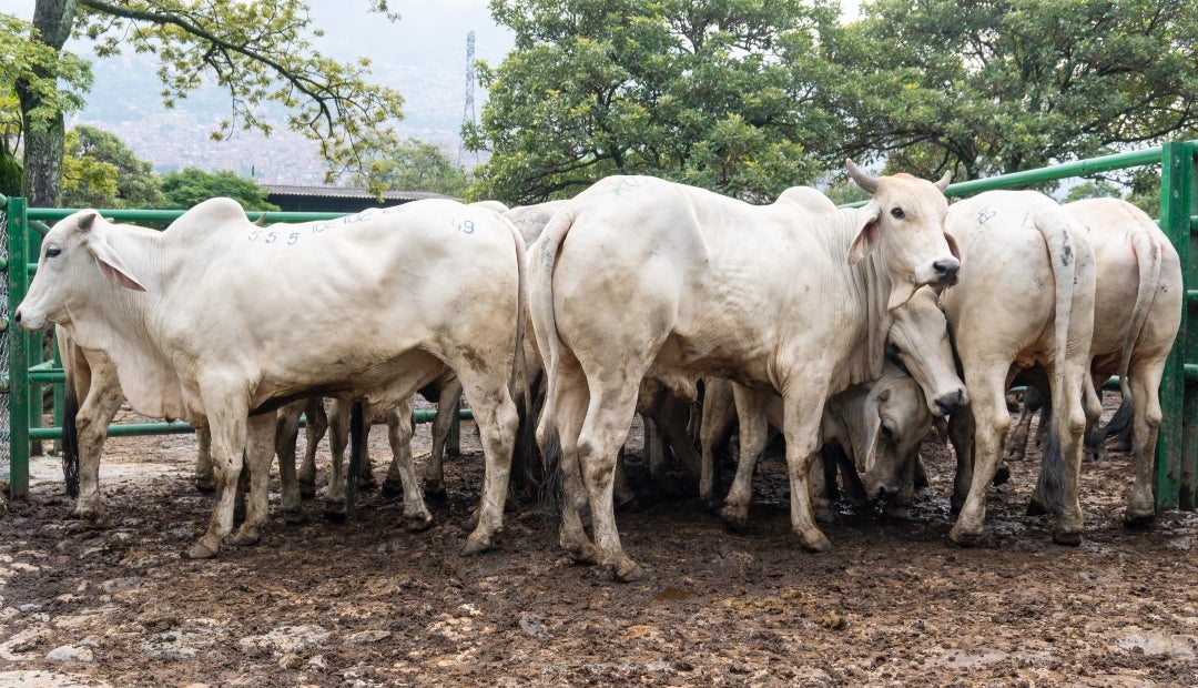 Durante esta semana se tuvo la reunión 49 de la Feria de Ganados de Medellín y la Subasta Tradicional Ganadera número 58