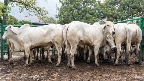 Durante esta semana se tuvo la reunión 49 de la Feria de Ganados de Medellín y la Subasta Tradicional Ganadera número 58