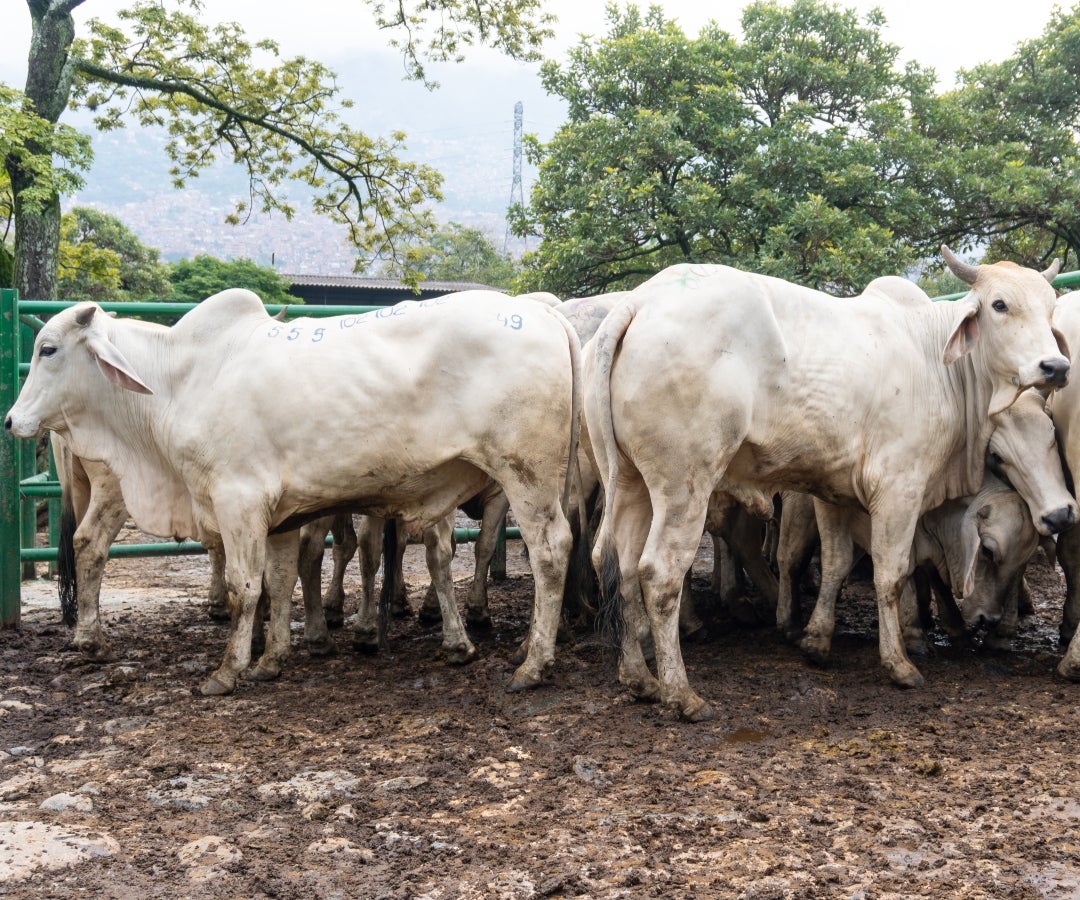 Durante esta semana se tuvo la reunión 49 de la Feria de Ganados de Medellín y la Subasta Tradicional Ganadera número 58