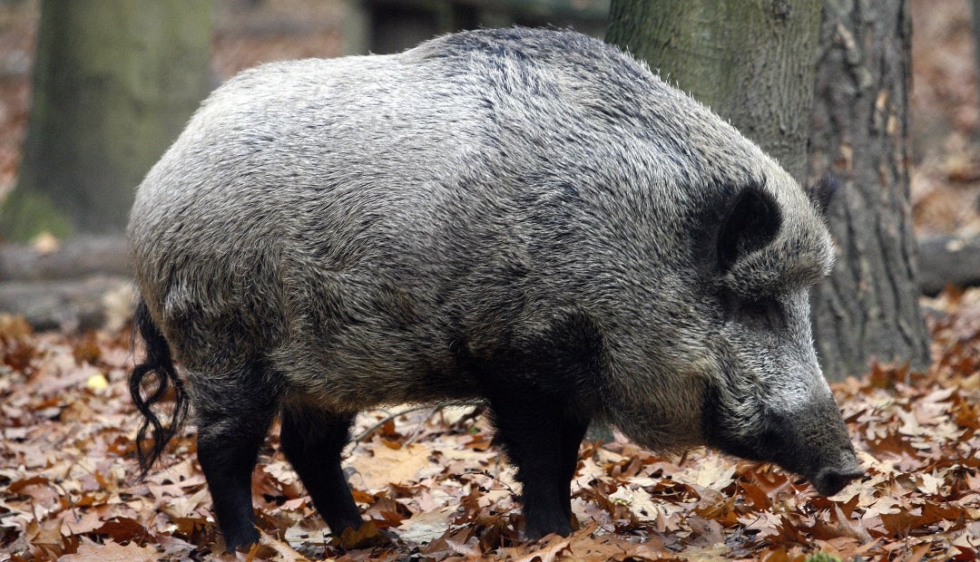 El ejército ayuda con drones equipados con cámaras térmicas capaces de detectar jabalíes vivos o muertos