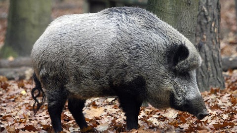 El ejército ayuda con drones equipados con cámaras térmicas capaces de detectar jabalíes vivos o muertos