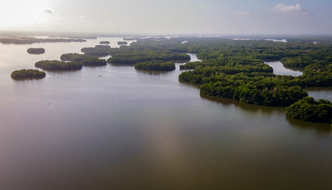 Fedegan-FNG e Invemar son aliados en el ‘Proyecto Conservación y Uso Sostenible de la Ciénaga Grande de Santa Marta’