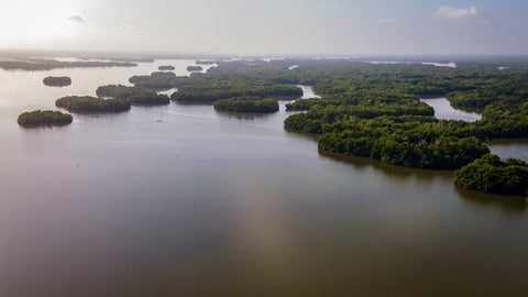 Fedegan-FNG e Invemar son aliados en el ‘Proyecto Conservación y Uso Sostenible de la Ciénaga Grande de Santa Marta’