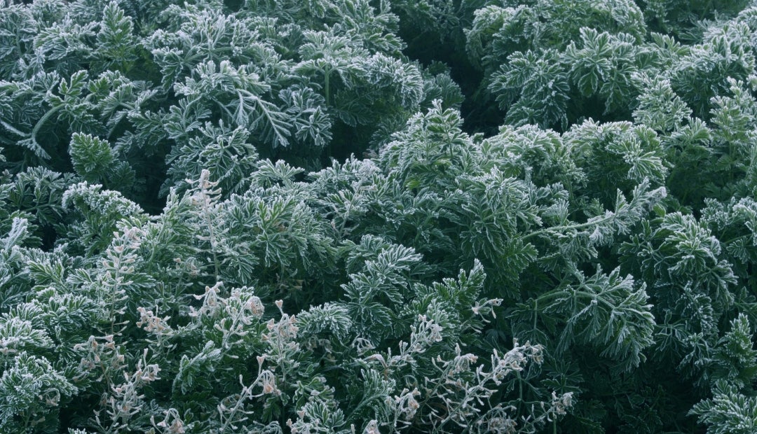 El impacto de las heladas llegó a más de 1.000 hectáreas