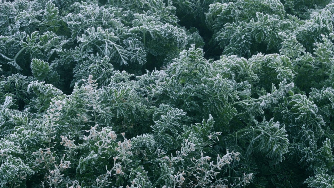 El impacto de las heladas llegó a más de 1.000 hectáreas
