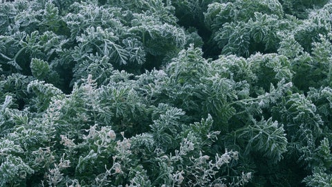 El impacto de las heladas llegó a más de 1.000 hectáreas