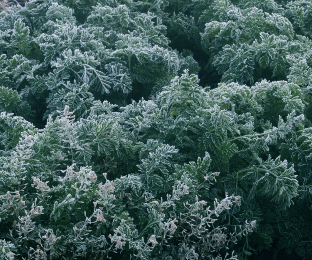 El impacto de las heladas llegó a más de 1.000 hectáreas