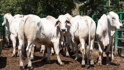 Durante esta semana se tuvo la reunión 50 de la Feria de Ganados de Medellín y la Subasta Tradicional Ganadera número 59