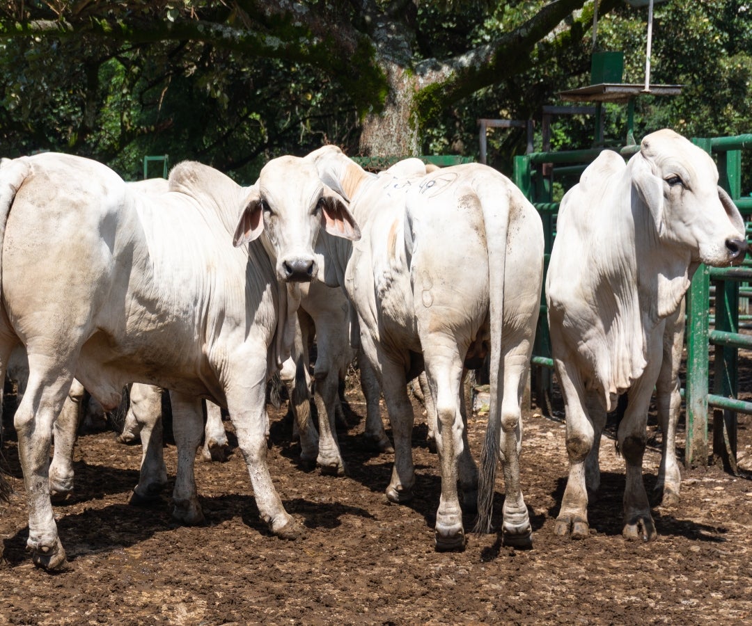 Durante esta semana se tuvo la reunión 50 de la Feria de Ganados de Medellín y la Subasta Tradicional Ganadera número 59