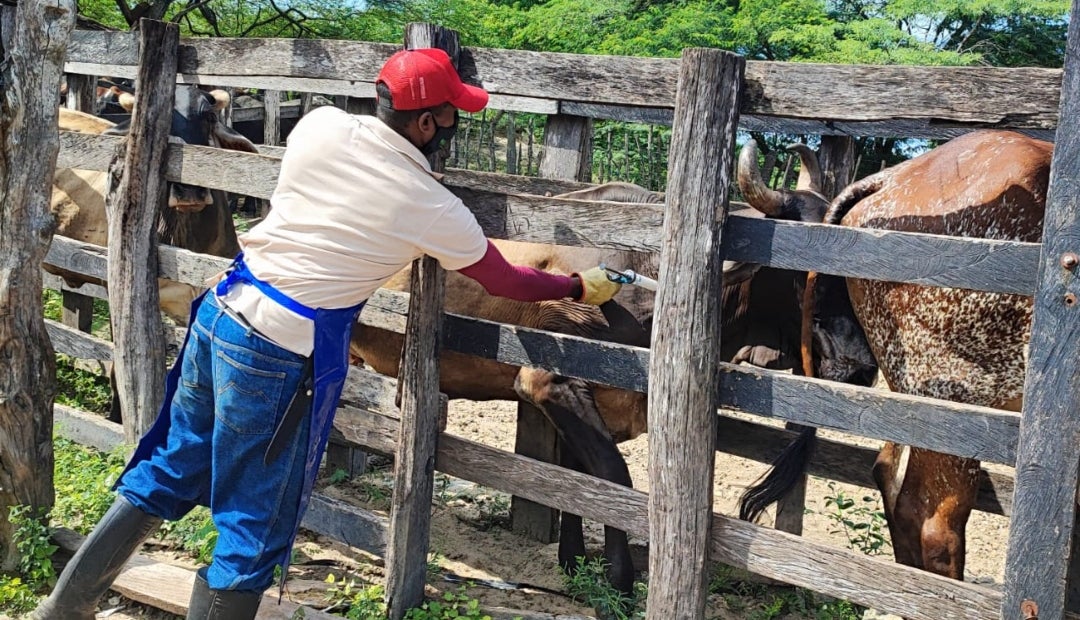 Si se habla de la rabia de origen silvestre, el porcentaje de protección ya está en 77,3%, o 2,6 millones de animales de Córdoba y Sucre Si se habla de la rabia de origen silvestre, el porcentaje de protección ya está en 77,3%, o 2,6 millones de animales de Córdoba y Sucre