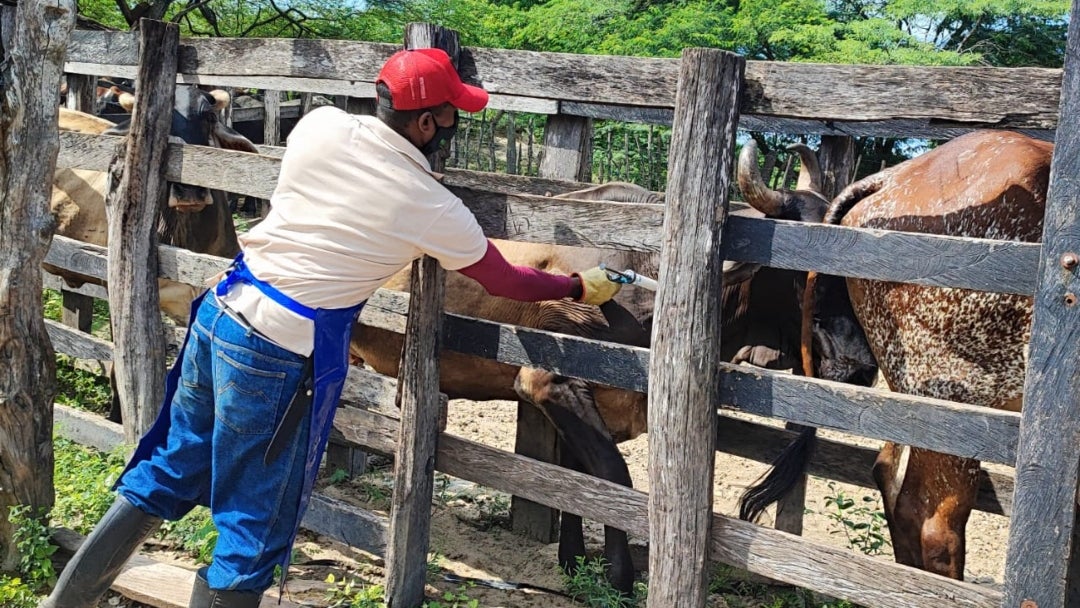 Si se habla de la rabia de origen silvestre, el porcentaje de protección ya está en 77,3%, o 2,6 millones de animales de Córdoba y Sucre