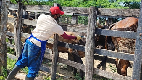 Si se habla de la rabia de origen silvestre, el porcentaje de protección ya está en 77,3%, o 2,6 millones de animales de Córdoba y Sucre
