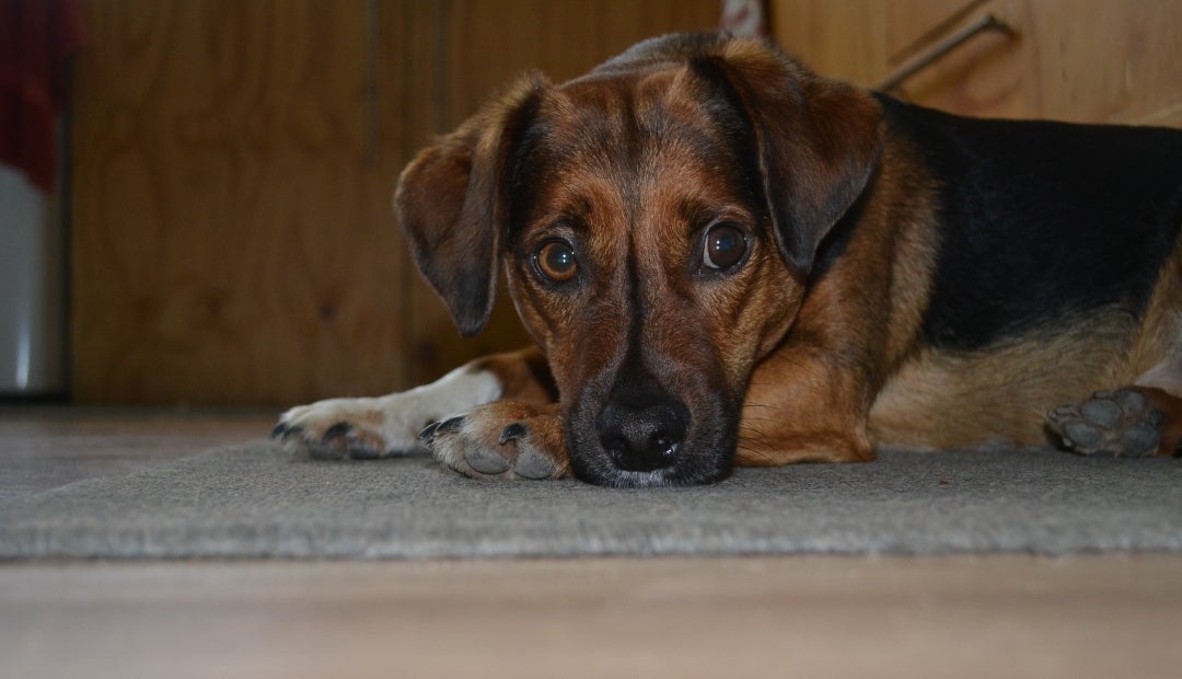El acompañamiento es importante, pero de una manera tranquila, buscando dar alimento en los instantes en que se relajan