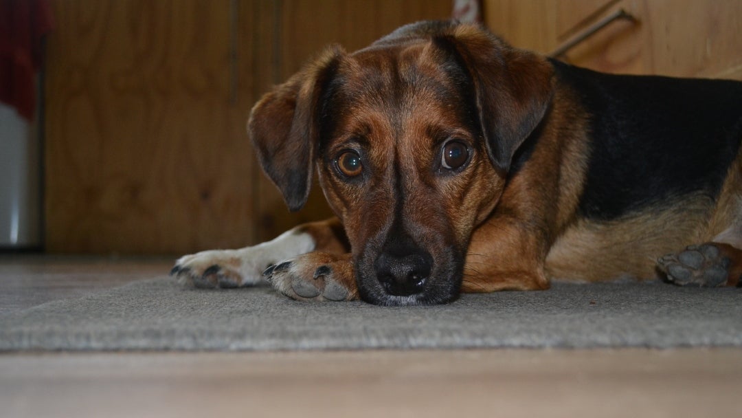 El acompañamiento es importante, pero de una manera tranquila, buscando dar alimento en los instantes en que se relajan