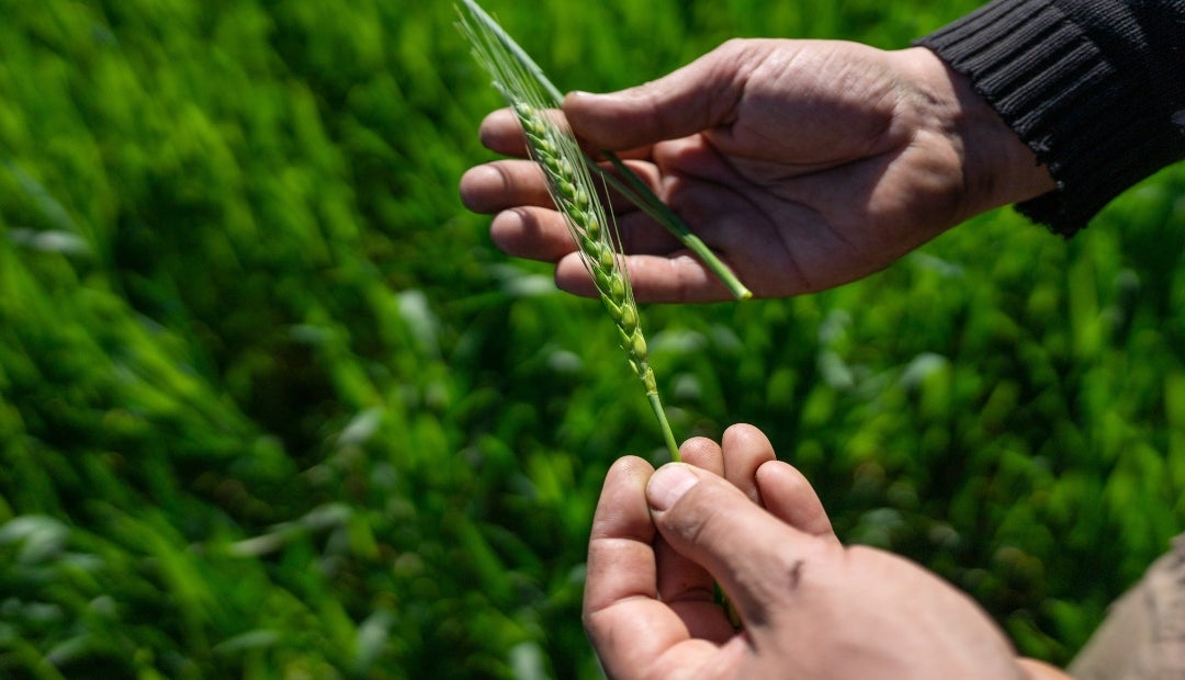 El comercio de trigo también profundiza la tendencia de China a comprar más cultivos en Sudamérica