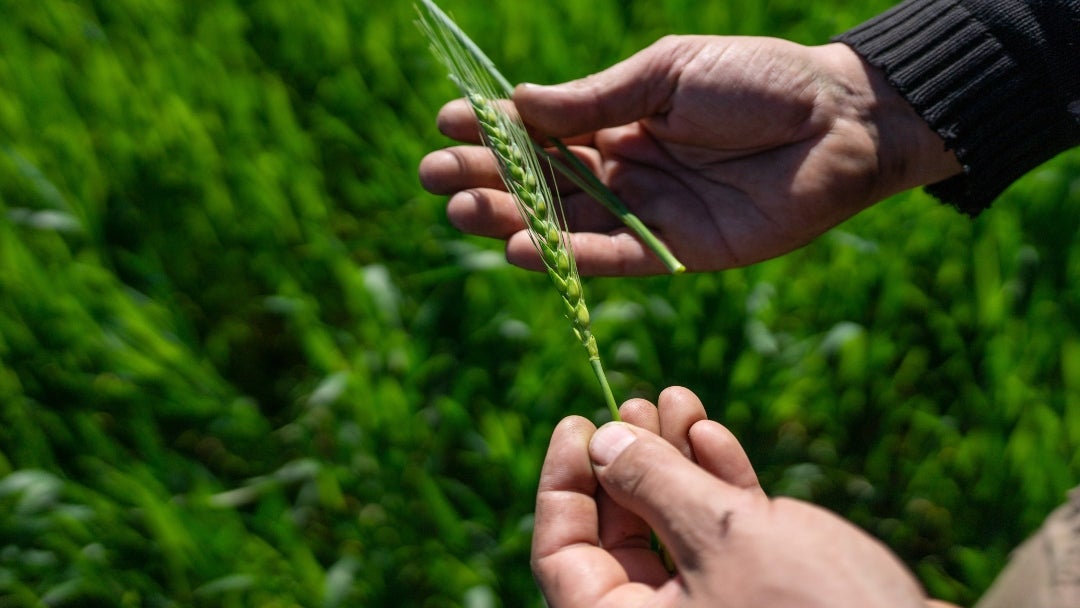 El comercio de trigo también profundiza la tendencia de China a comprar más cultivos en Sudamérica