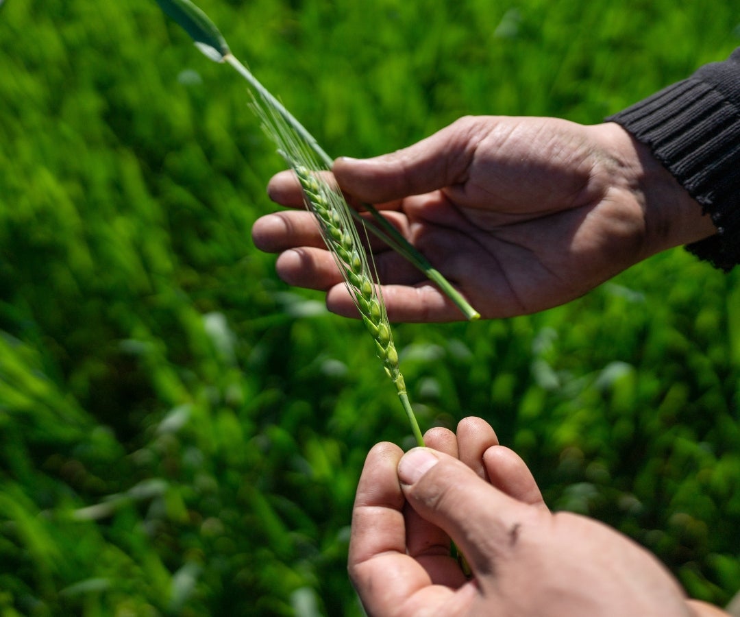 El comercio de trigo también profundiza la tendencia de China a comprar más cultivos en Sudamérica