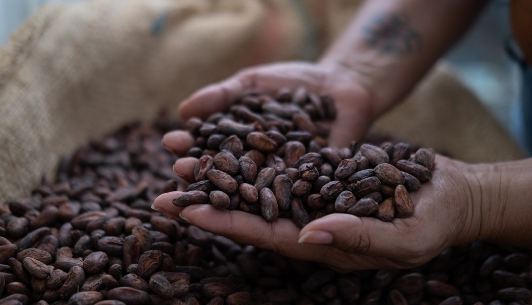 Los futuros del cacao subieron 1,1%, hasta los US$6.066 por tonelada en Nueva York Los futuros del cacao subieron 1,1%, hasta los US$6.066 por tonelada en Nueva York
