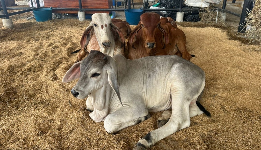 La Gobernación de Bolívar se enfoca en la dinamización de la economía y el trabajo con los productores