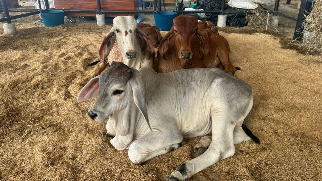 La Gobernación de Bolívar se enfoca en la dinamización de la economía y el trabajo con los productores