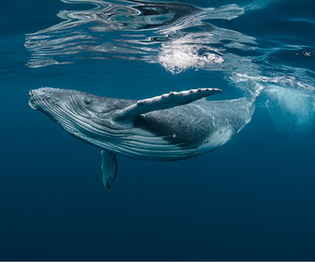 Así es como funciona la Cuenta del Mar para proteger ecosistemas marino-costeros