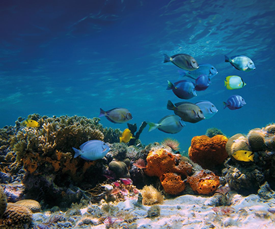 “La Cuenta del Mar ratifica el valor de alianzas”