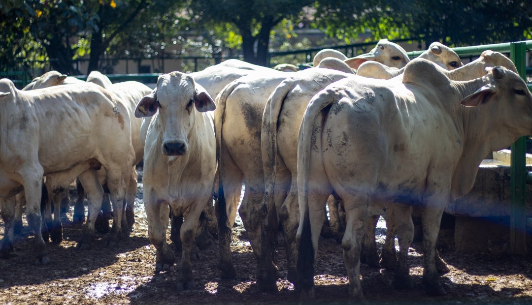 Se tuvo la reunión 51 de la Feria de Ganados de Medellín y la Subasta Tradicional Ganadera número 60