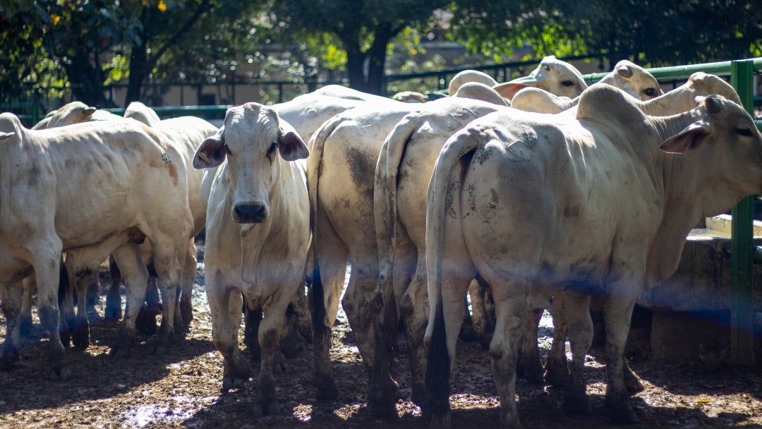 Se tuvo la reunión 51 de la Feria de Ganados de Medellín y la Subasta Tradicional Ganadera número 60