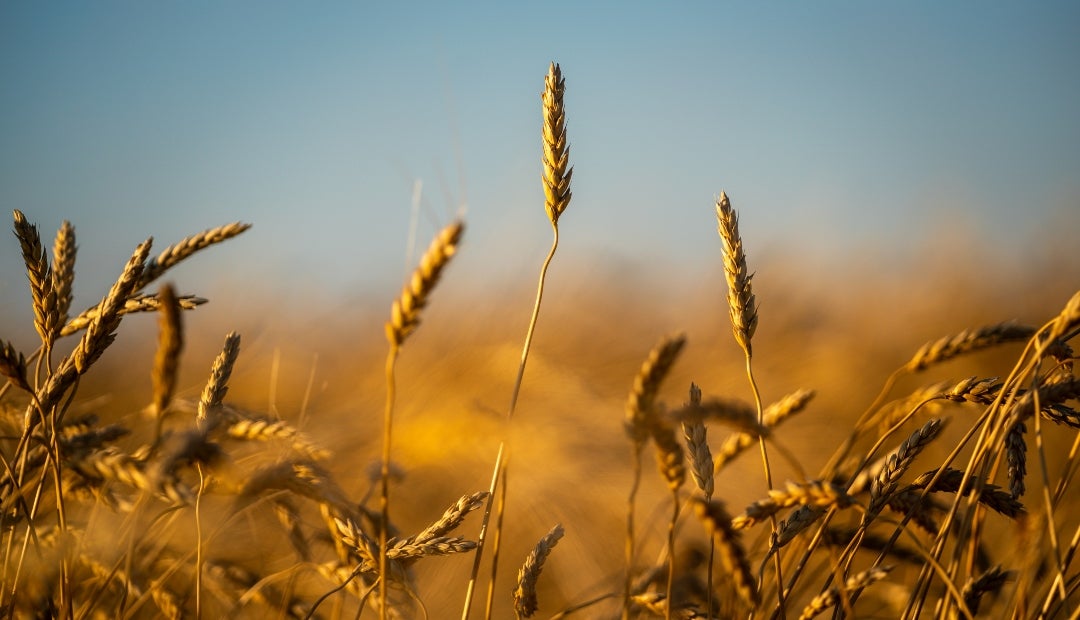 Las estimaciones de producción están aumentando en Argentina, lo que intensifica la competencia entre los principales exportadores mundiales de trigo