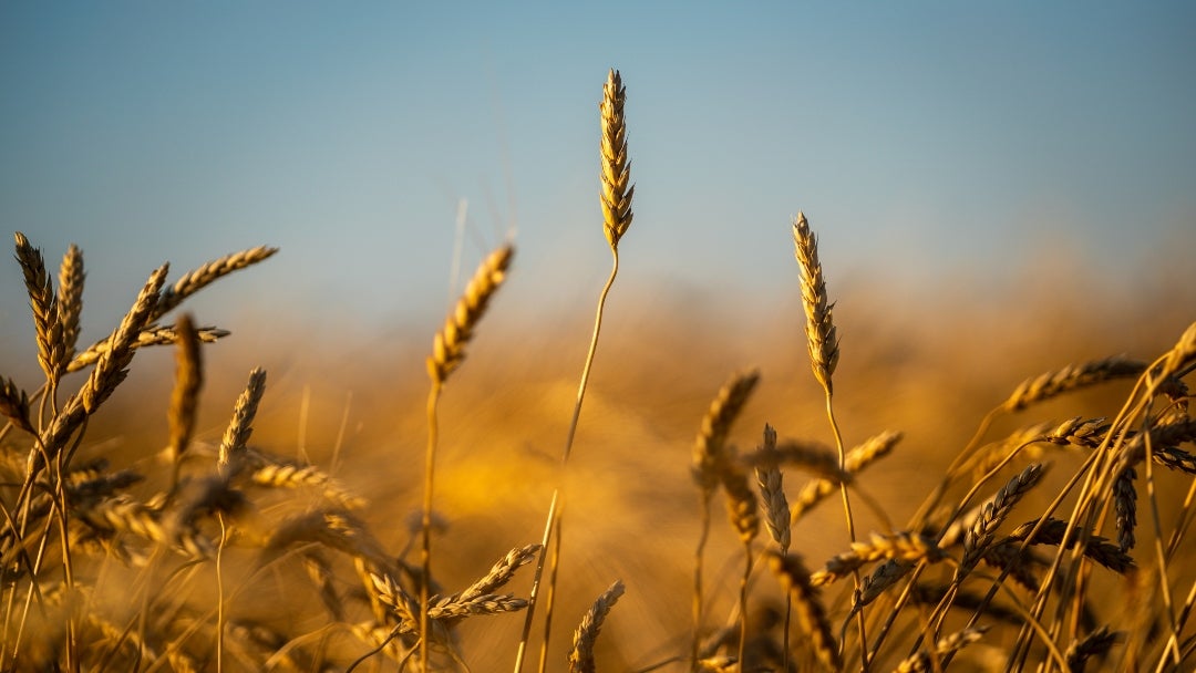 Las estimaciones de producción están aumentando en Argentina, lo que intensifica la competencia entre los principales exportadores mundiales de trigo