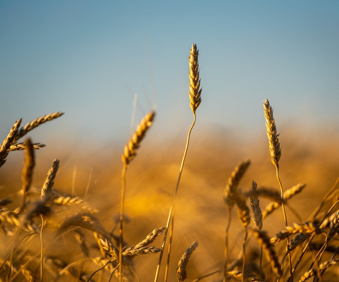 El contrato de trigo más activo de la Bolsa de Chicago bajaba US$0,31, a US$5,1825 dólares por bushel