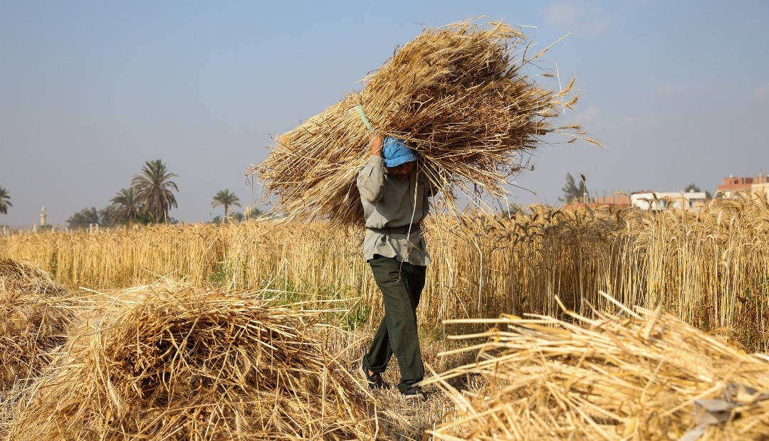 Los futuros del trigo se estabilizaron el martes, tras tres días de subidas que llevaron a los precios a subir hasta 1,7% el lunes