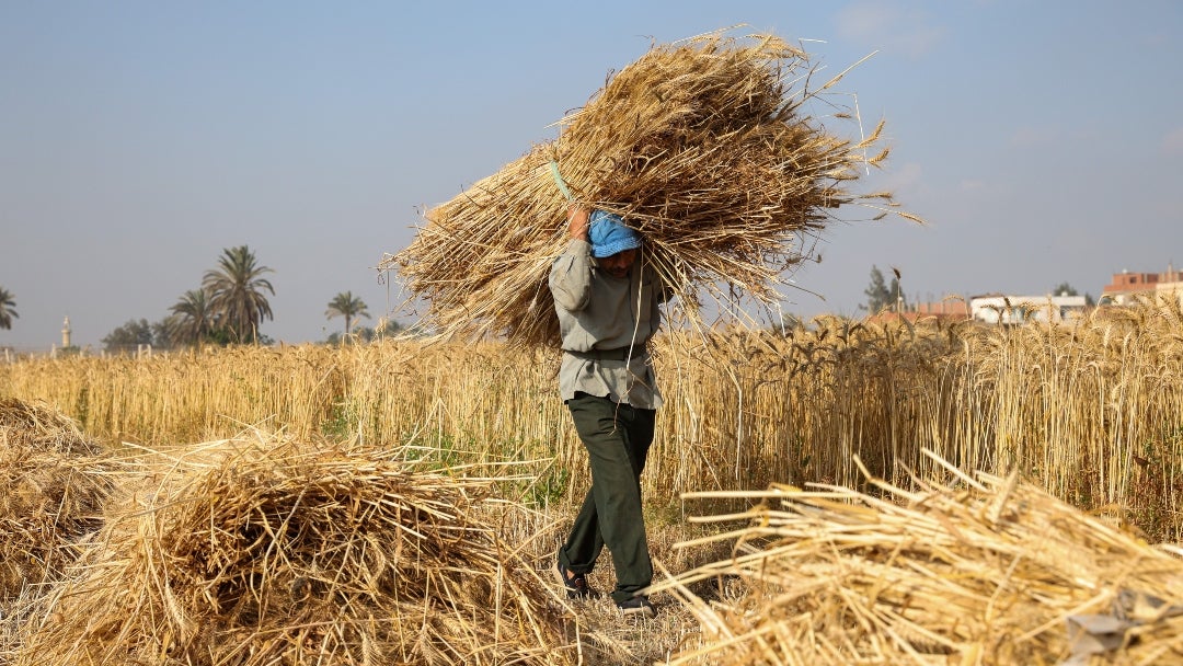 Los futuros del trigo se estabilizaron el martes, tras tres días de subidas que llevaron a los precios a subir hasta 1,7% el lunes