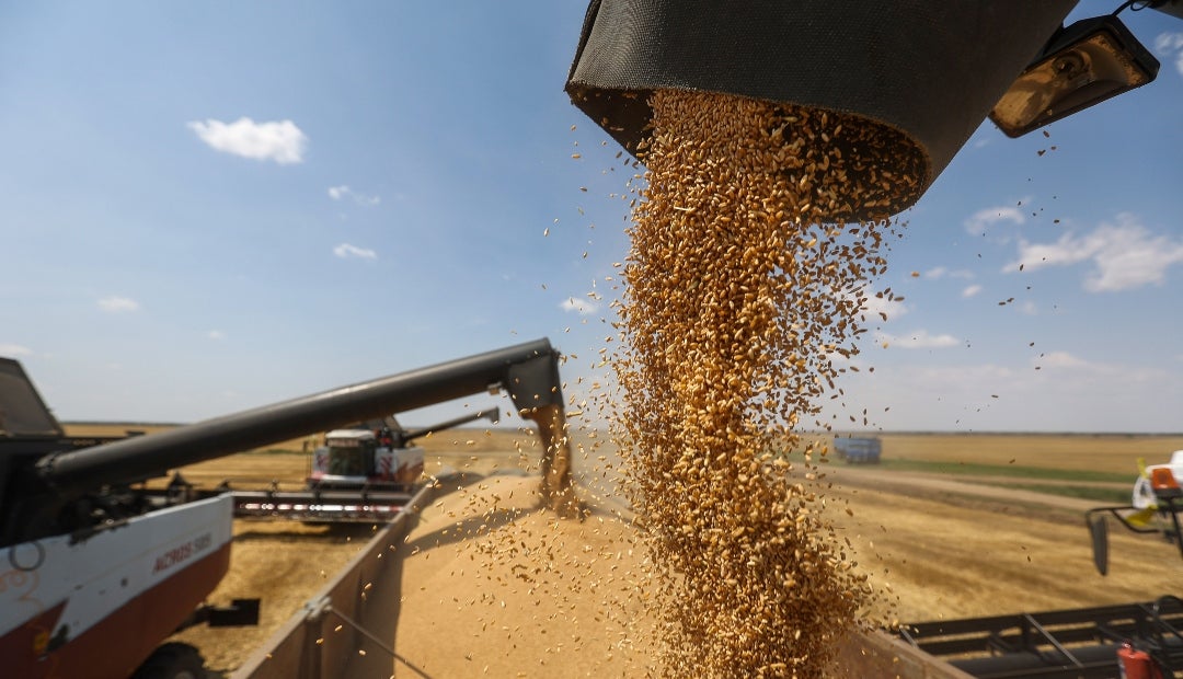 SovEcon prevé que Rusia envíe entre 15 y 16 millones de toneladas de trigo durante el período de cuota