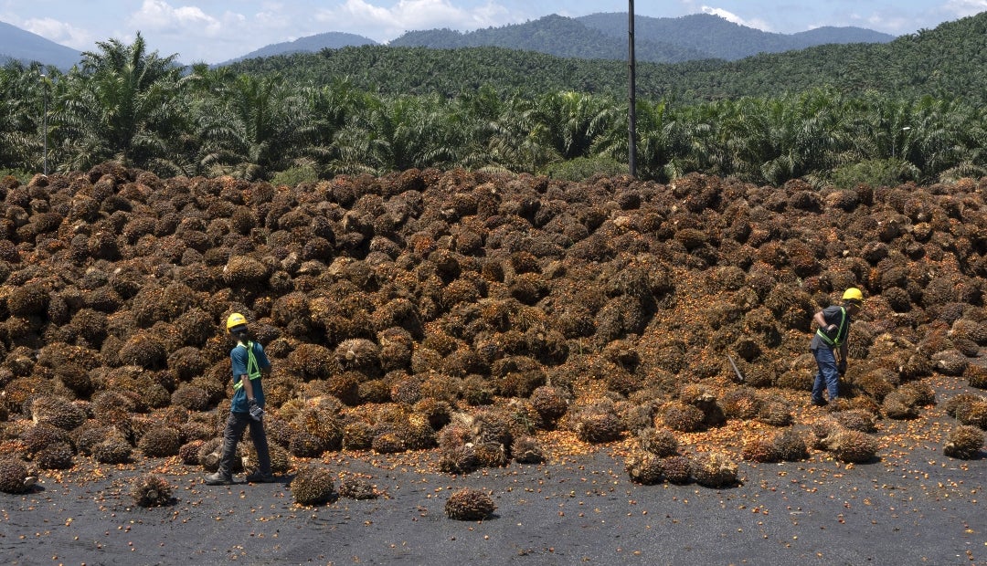 Exportaciones de aceite de palma de Malasia aumentan 1,55 % intermensual, del 1 al 25 de diciembre