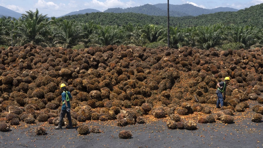 Exportaciones de aceite de palma de Malasia aumentan 1,55 % intermensual, del 1 al 25 de diciembre